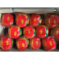 2021 New Crop China Fresh Citrus Mandarin Orange